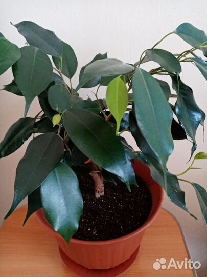 Фикус бенджамина