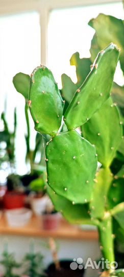 Опунция (Заячьи уши)