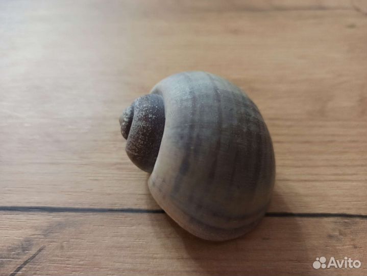 Морская раковина