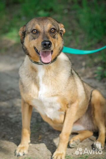 Маленькая ласковая собачка Ирма