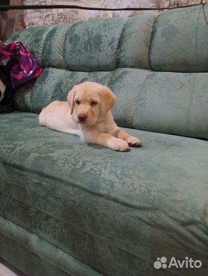 Щенки лабрадора в добрые руки