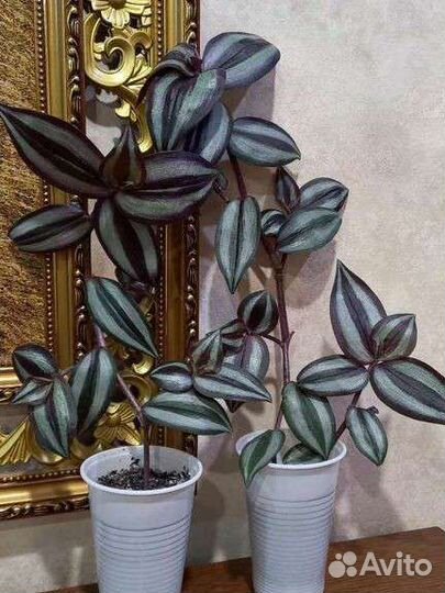 Традесканция зебрина