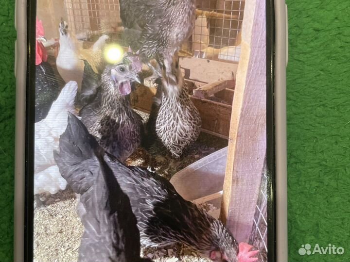 Лакеданзи, сильверудд инкубационное яйцо