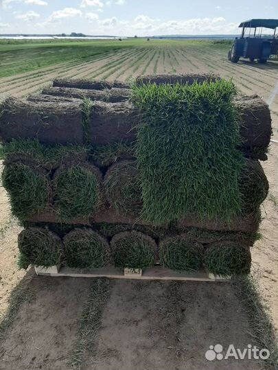 Рулонный газон