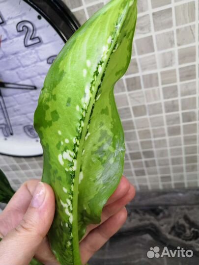 Диффенбахия шкура дракона и барракуда