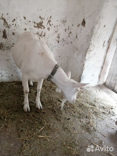 Продаю дойную козу