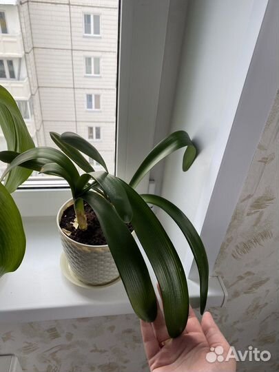 Комнатные растения