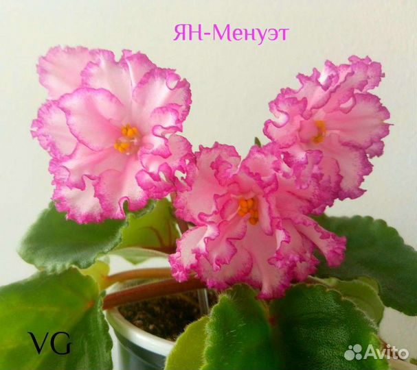 Укоренённые черенки сортовых Сенполий