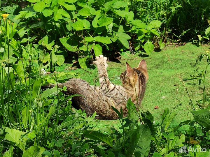 Кошка в дар