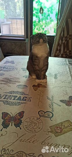 Котята шотландские вислоухие