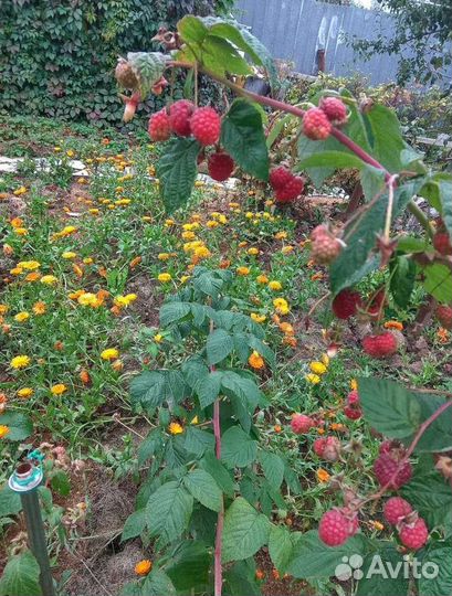 Малина домашняя