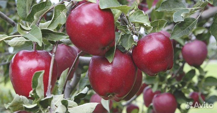 Саженцы в ассортименте с доставкой