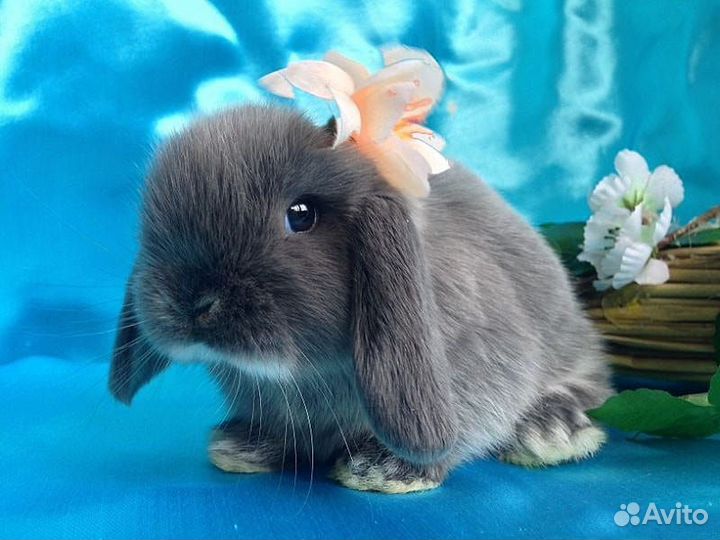 Продам дикоративных кроликов(бараны)