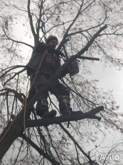 Спилить, удалить, срубить дерево