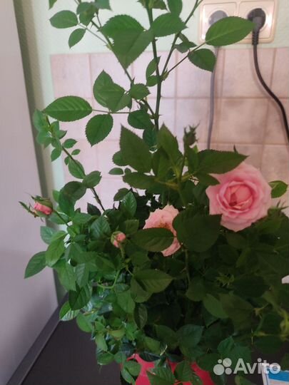 Укорененные черенки комнатная роза кордана