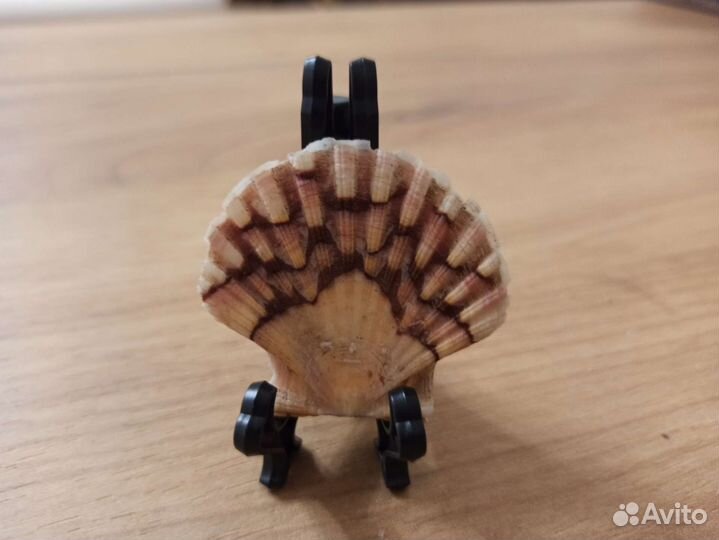 Морская раковина