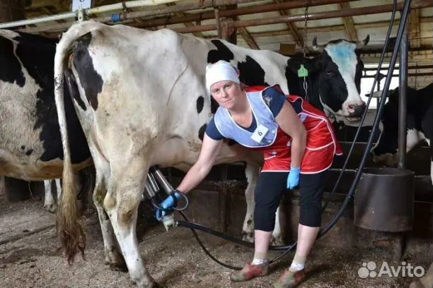 Доярка дояр аппаратная дойка вахта с проживанием