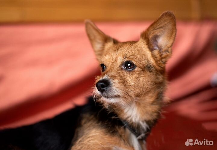 Уютная диванная собачка в дар