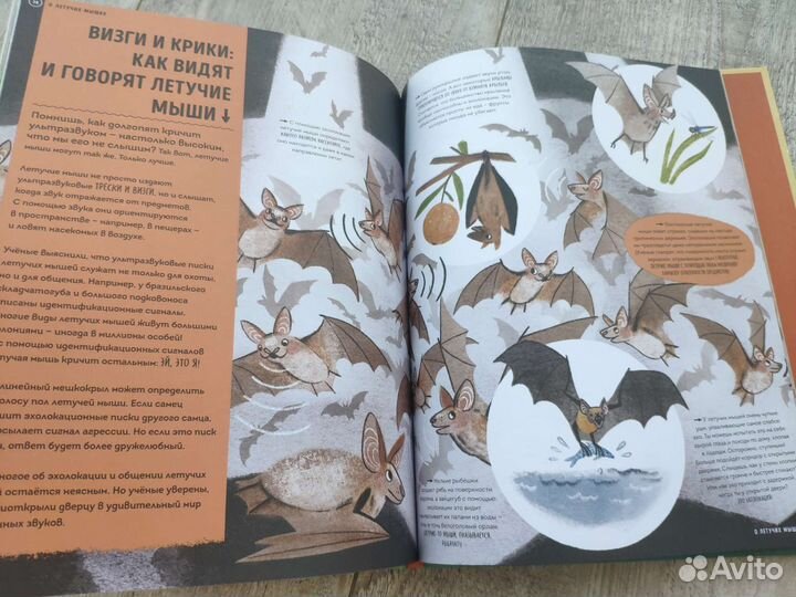 О чем рычит тигр новая