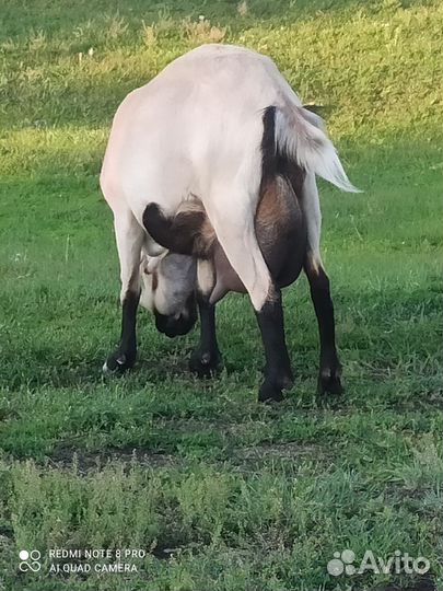 Продаю молочных коз