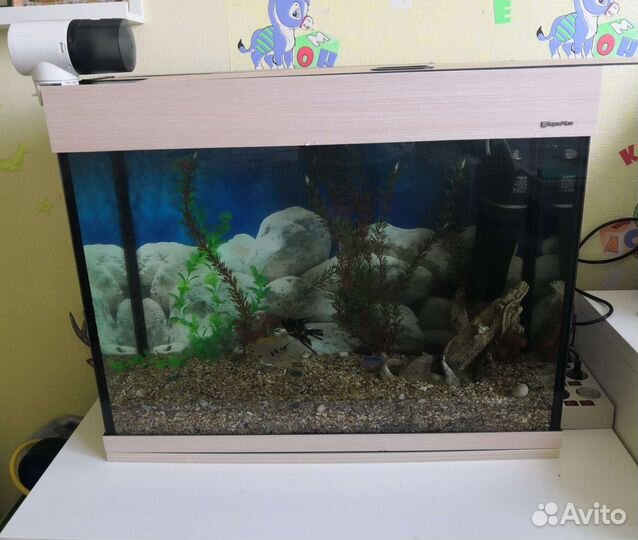 Аквариумные рыбки отдам