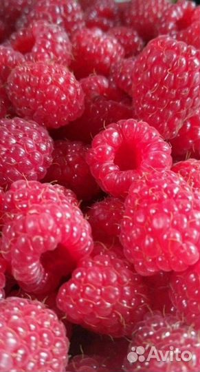 Малина ягода