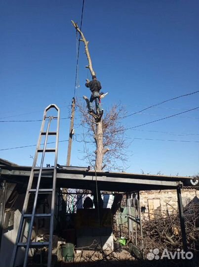 Спил и обрезка деревьев