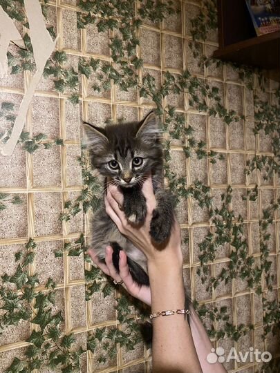 Кошка в дар