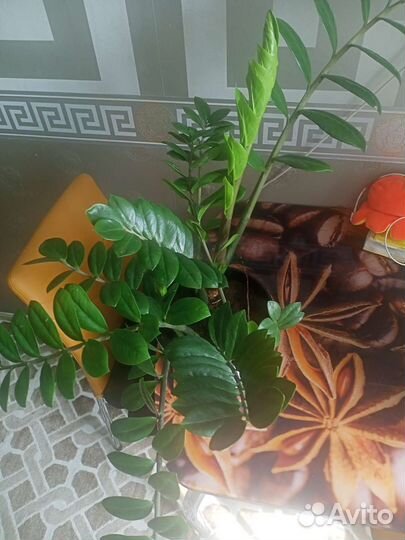 Замиокулькас