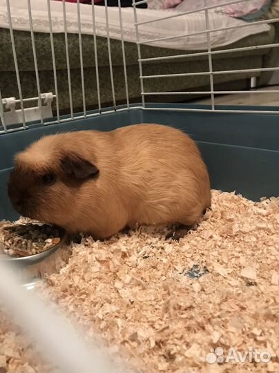 Морская свинка