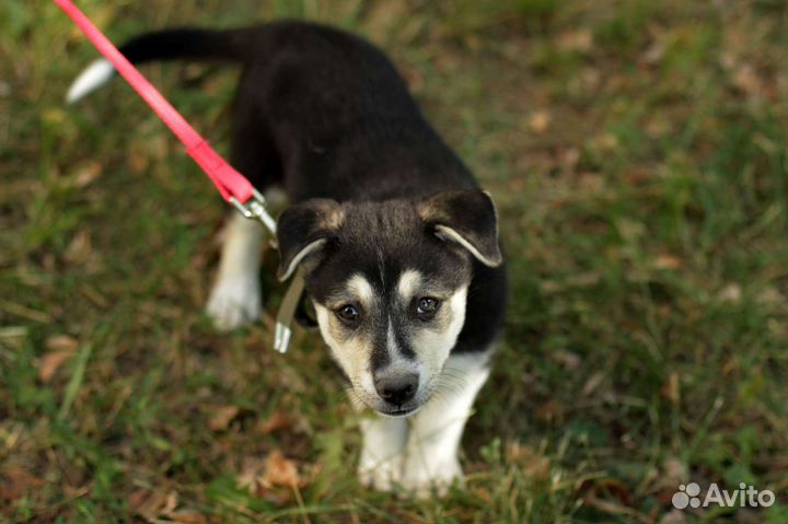 Щенок мальчик метис хаски 4 месяца