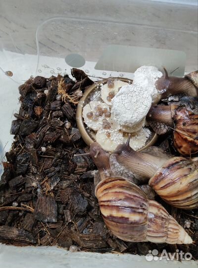 Улитки ахатины
