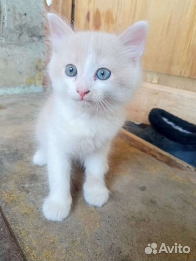 Котик в дар