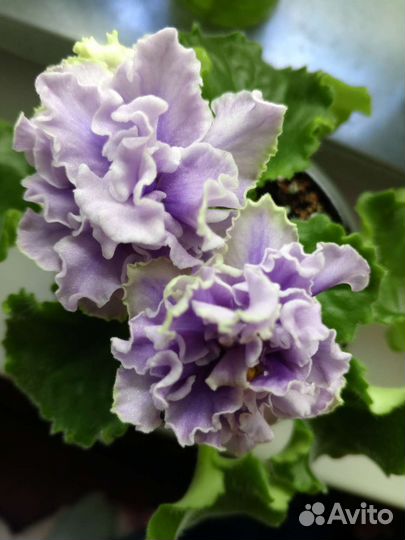 Фиалки набор