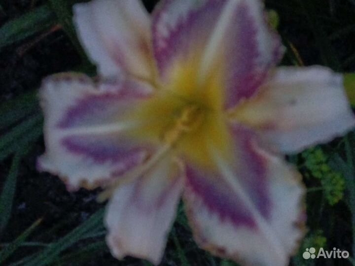 Очень большой выбор многолетних цветов