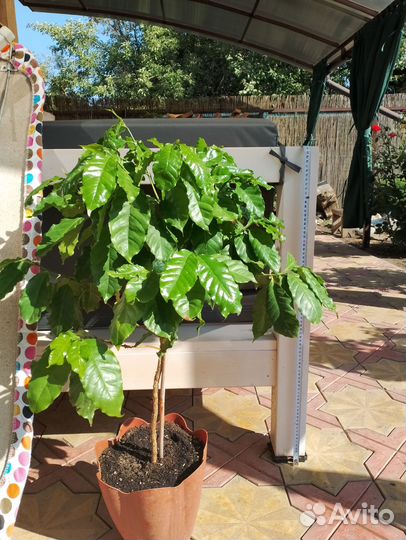 Кофейное дерево арабика