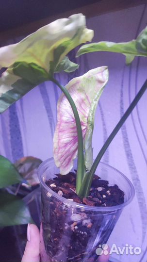 Сингониум орм тонг вар