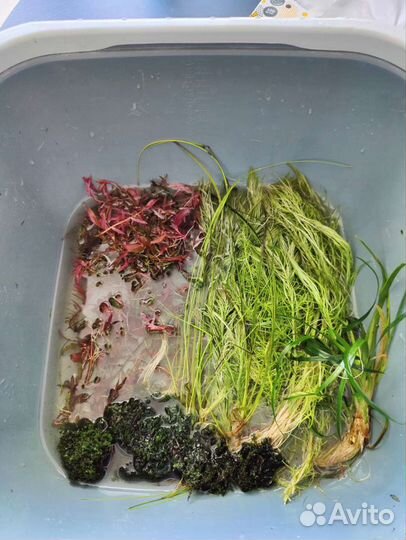 Буцефаландры и аквариумные растения, креветки