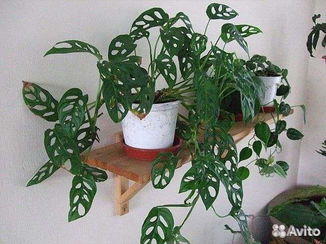 Монстера Адансона