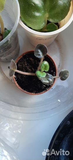 Сортовые фиалки