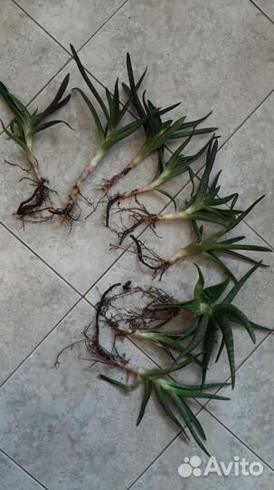 Алоэ вера растение