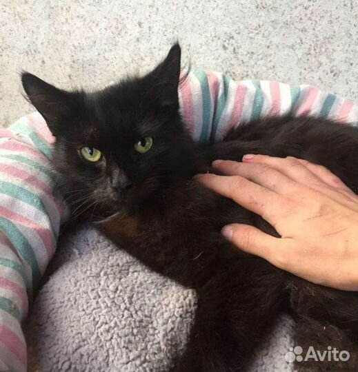 Кошка в дар бесплатно