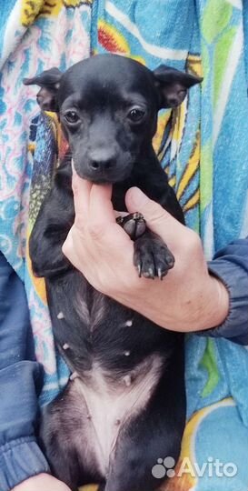 Ксолоитцкуинтли мини, девочка, в шерсти