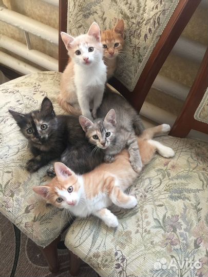 Кошки в добрые руки даром