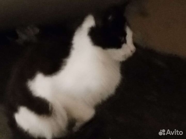 Кошка в дар бесплатно