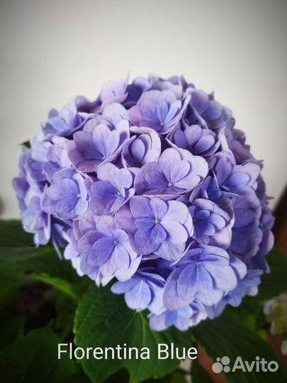 Гортензия Florentina blue