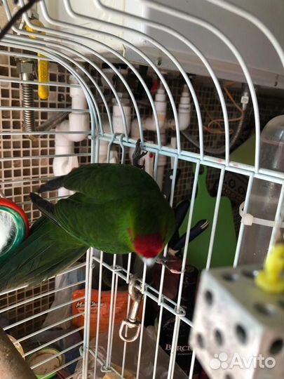 Попугай какарик