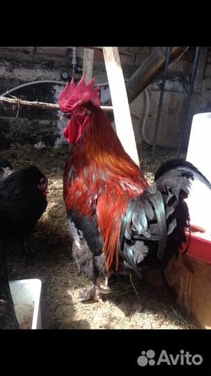 Инкубационное яйцо Маран