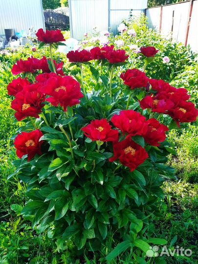 Деленки пионов