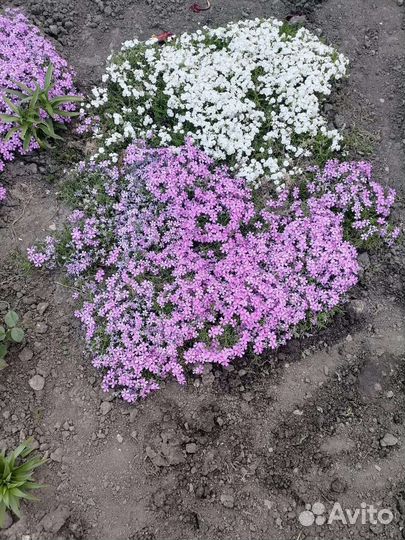 Флокс шиловидный